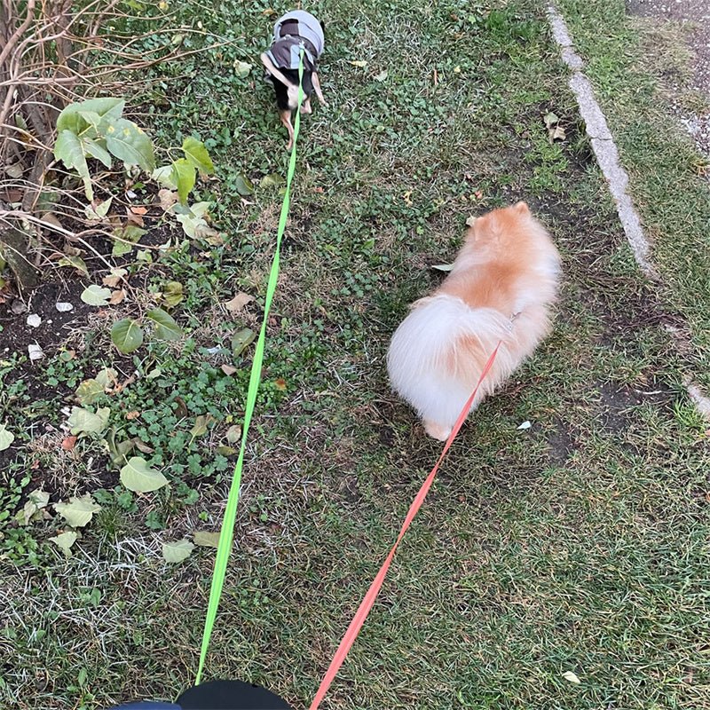 Retractable Dog Leash For Small Dogs Reflective Dual Pet Leash Lead - My CTC Pet Store