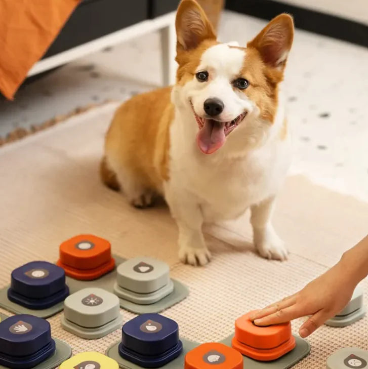 Juego de aprendizaje de juguetes para mascotas